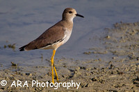 White Tailed Plover