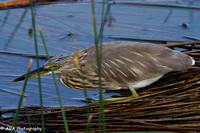 Indian Pond Heron Spears Large Fish