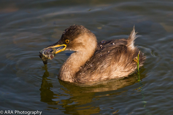 Little Grebe with Fish