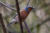 Chaffinches